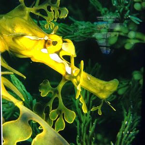 Meet your Posher, Uly